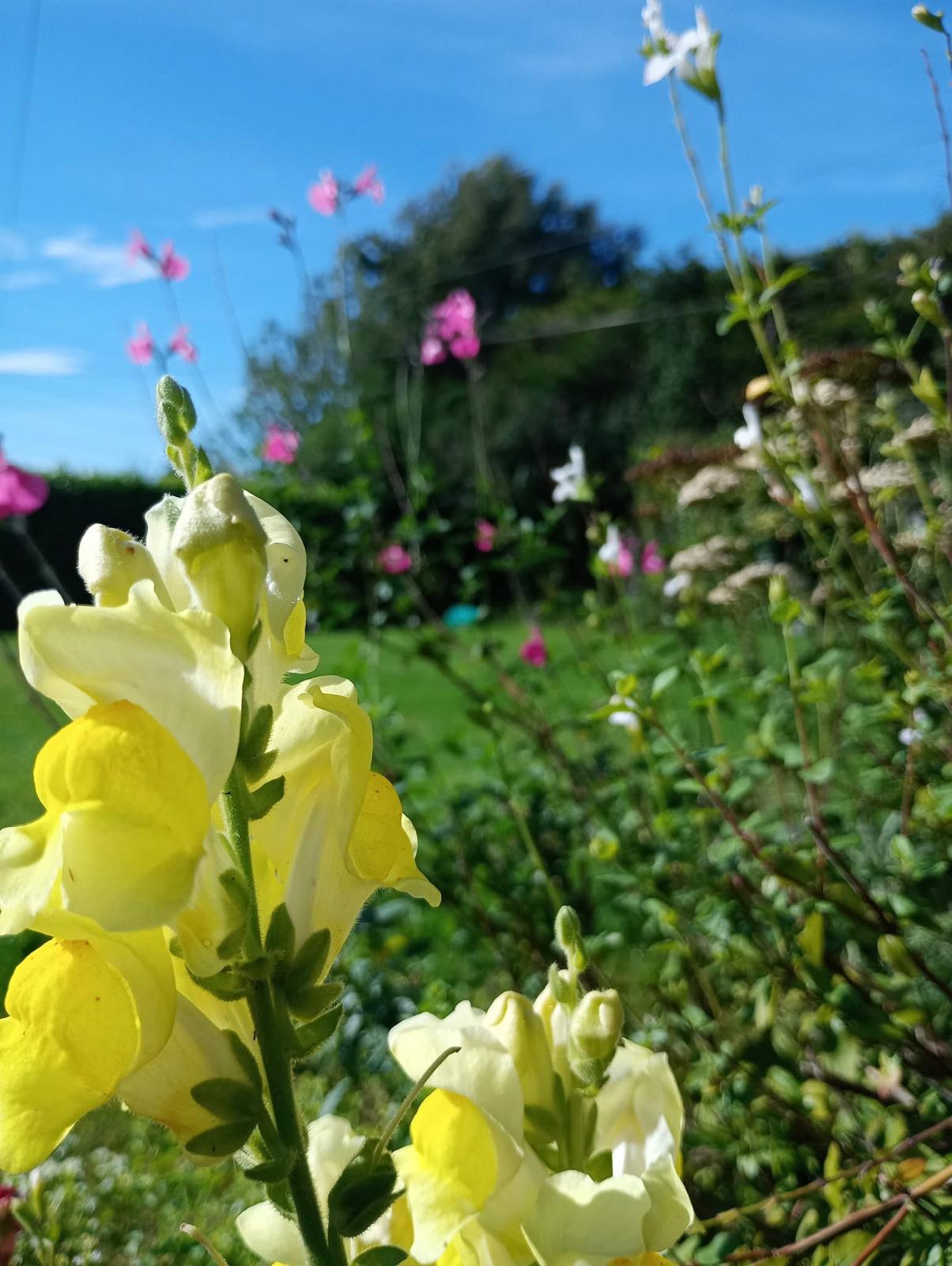 antirrhinum