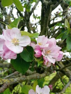 apple blossom