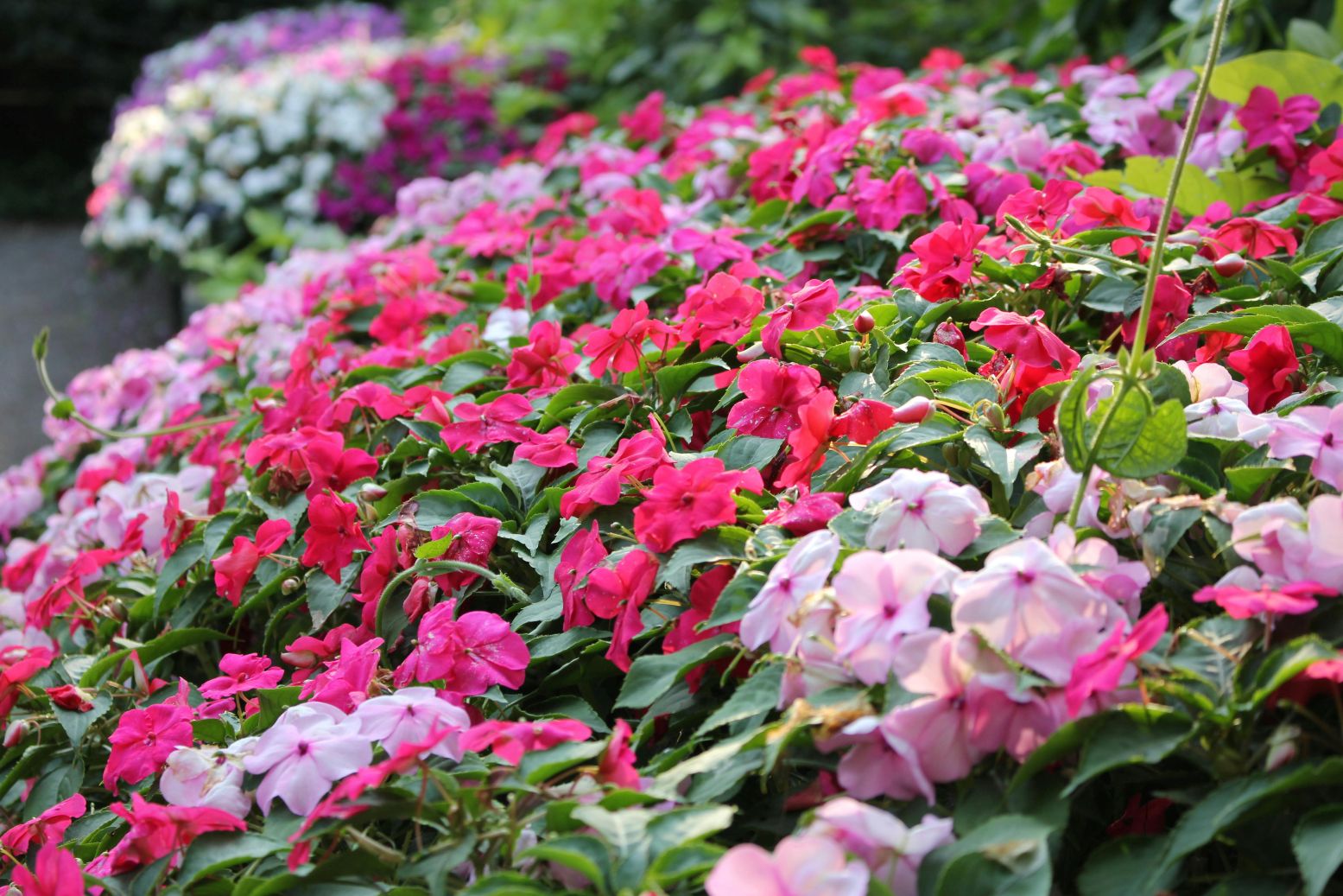 pexels alex ohan 204757441 29468896 impatiens a