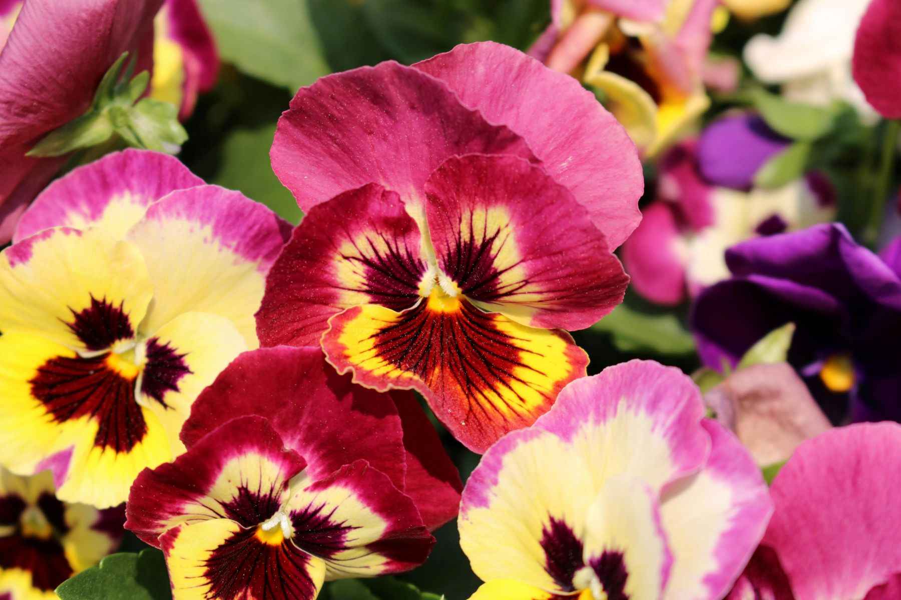 pexels alex ohan 204757441 29566795 pansies a