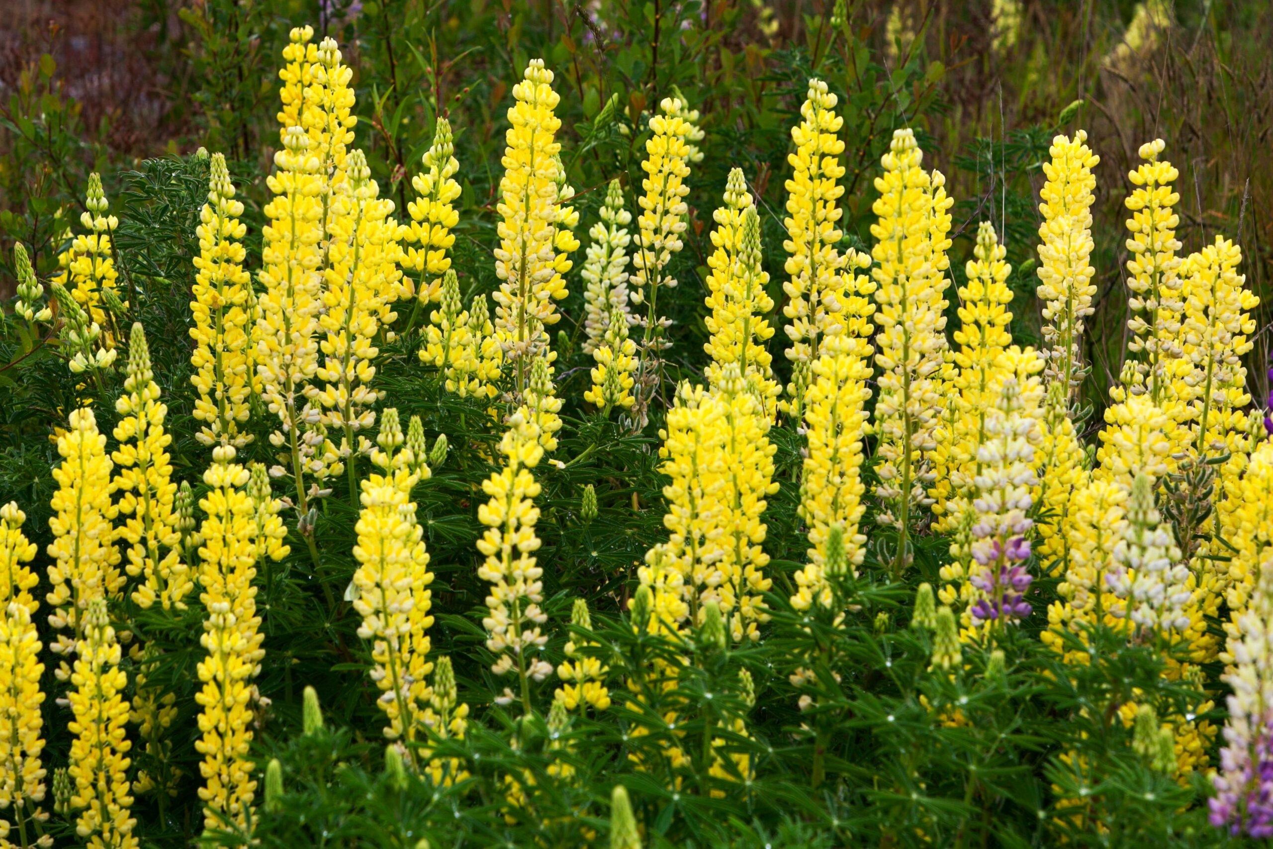 pexels andromeda99 11570481 lupins