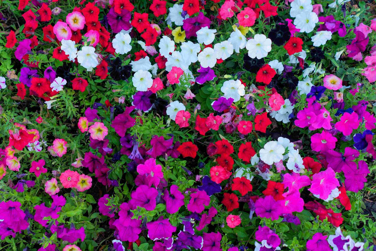 pexels freestockpro 12932205 petunias a