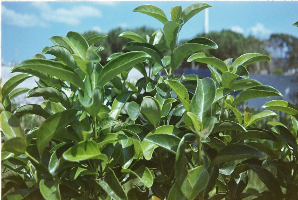 pexels hakan bicak 2156466064 36681047 laurels