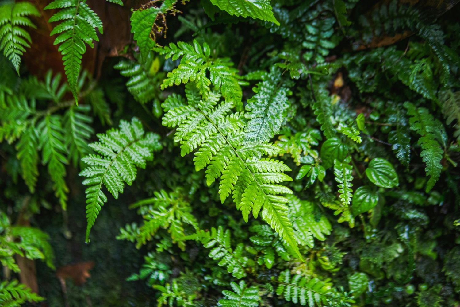 pexels ian panelo 32795446 ferns a