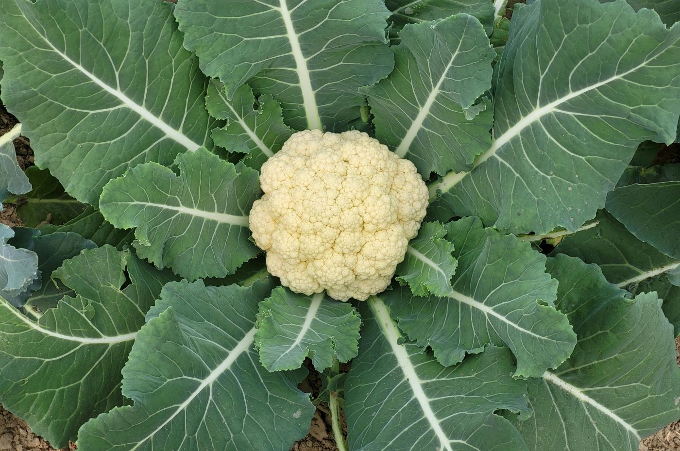 pexels kolkatarchobiwala 33733797 cauliflower a