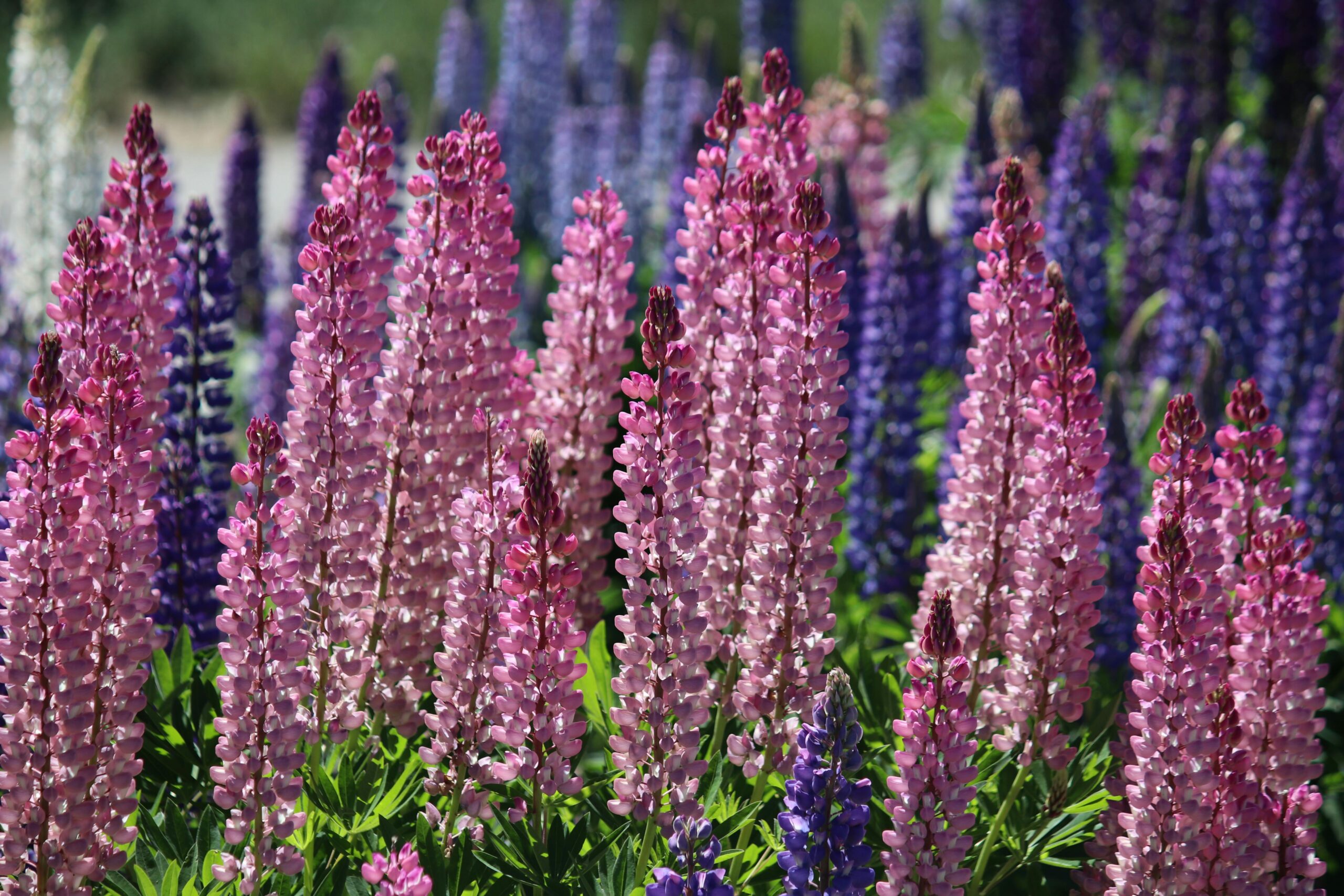 pexels nicole broetto 278509903 32347344 fox gloves