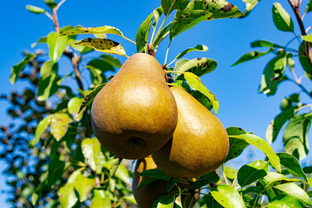 pexels olegarx 32489638 pear tree