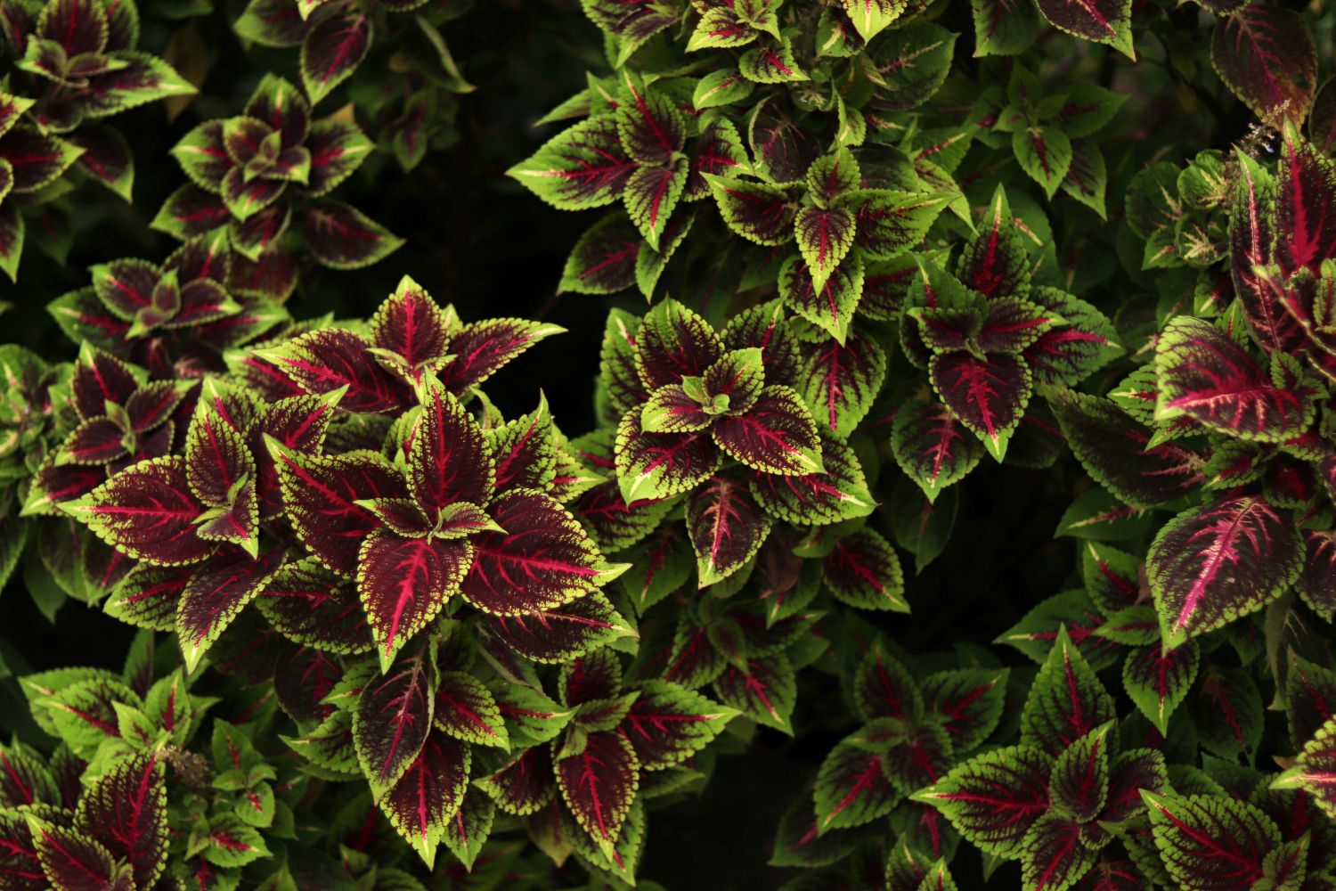 pexels pattjjee 33107674 hostas a