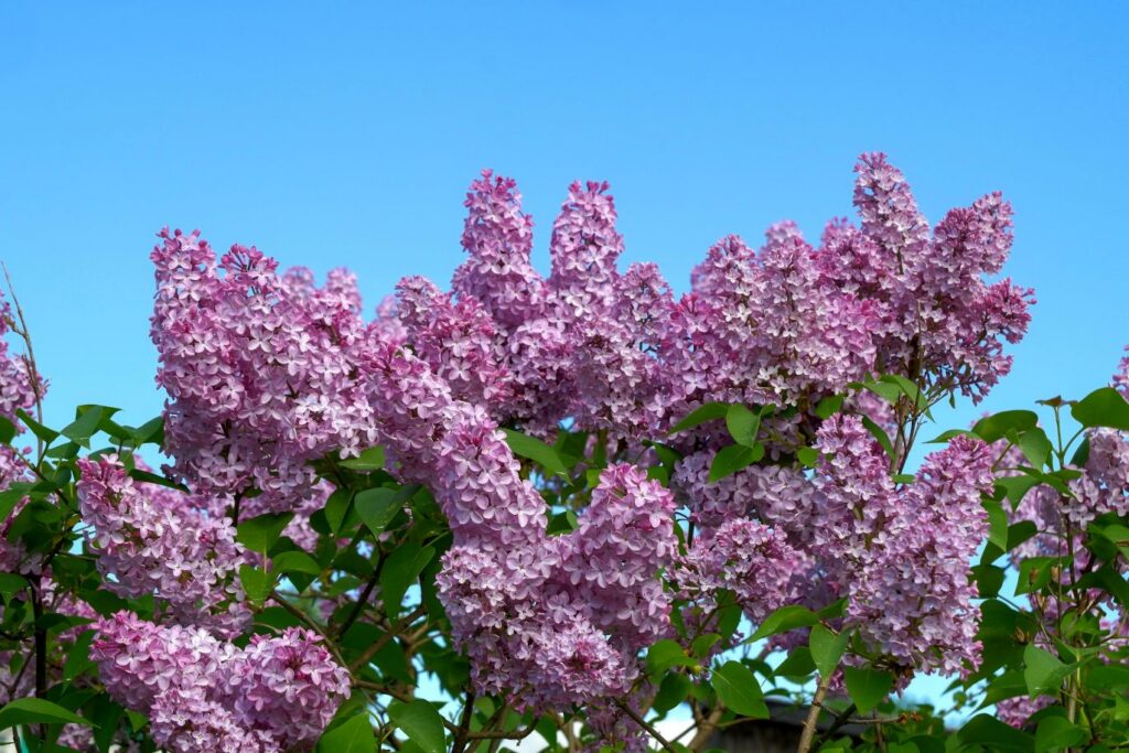 pexels sergeispas 1151756 12557590 lilac