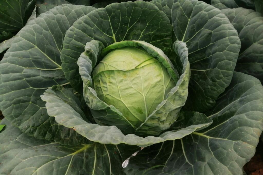 pexels simon waititu 382865984 17265803 cabbage a