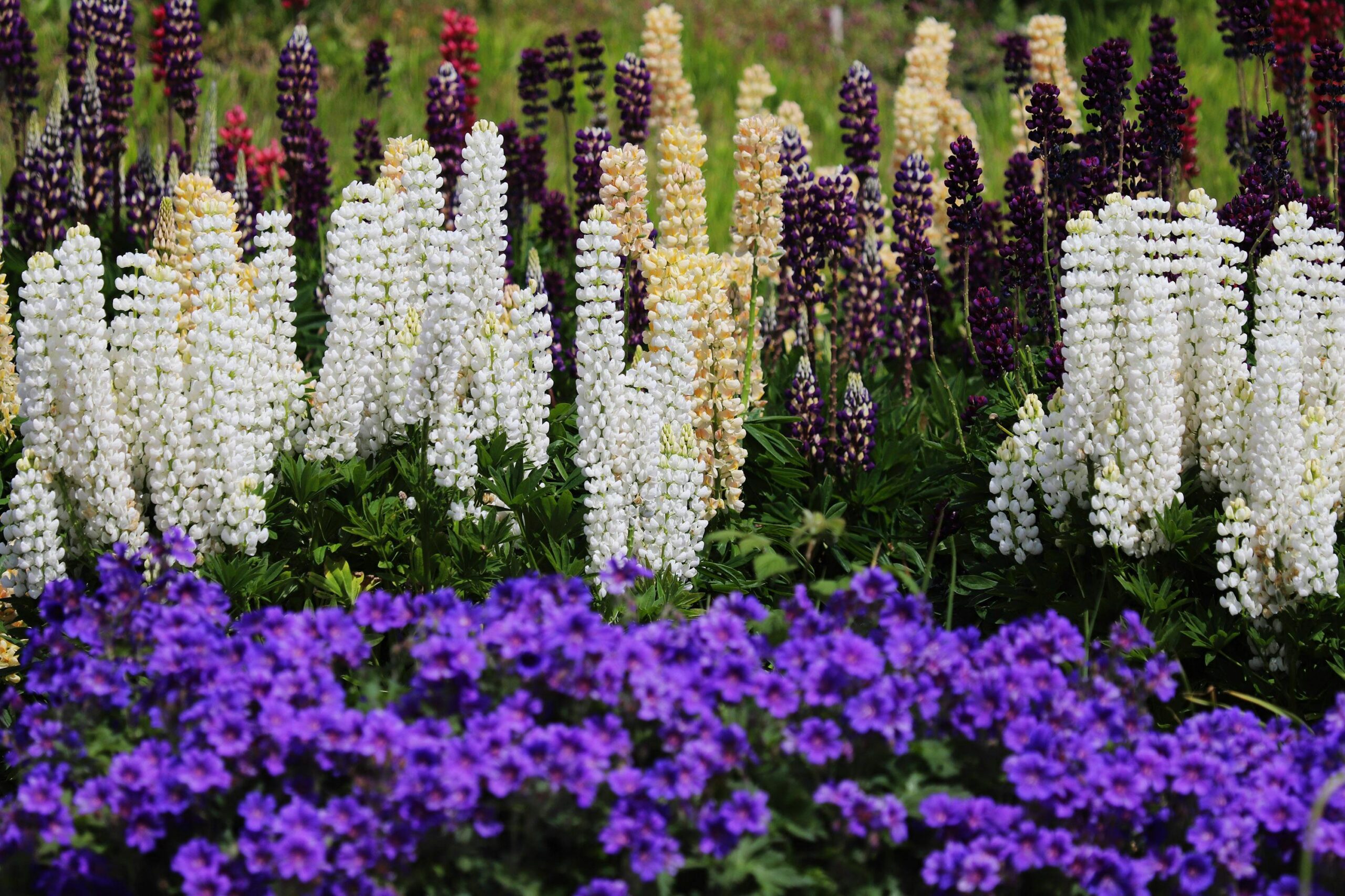 pexels stefania saturni 56316040 7989042 lupins