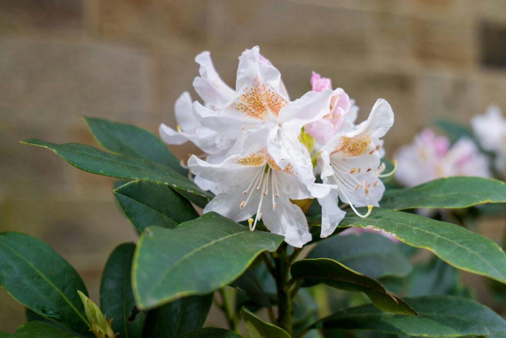 pexels strannik sk 31779147 rhododendron album grandiflorum