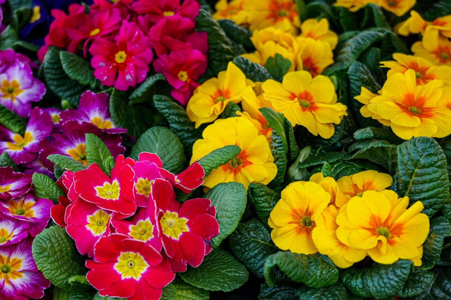 pexels strannik sk 36589967 primrose a